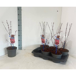 Acer palmatum mix 50/60 m17                       