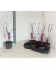 Acer palmatum mix m19 60/80                       