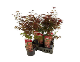 Acer palmatum atropurpurea m19 60/80              