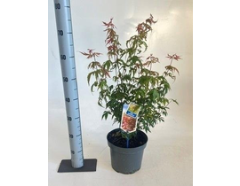 Acer palmatum atropurpurea m23 60/80              