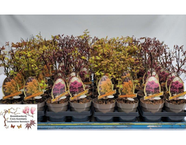 Acer palmatum mix m19 60/80                       