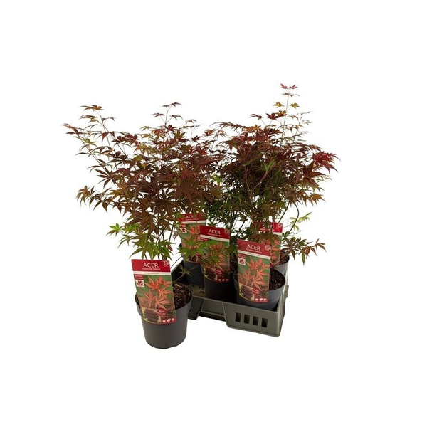 Acer palmatum atropurpurea m19 60/80              