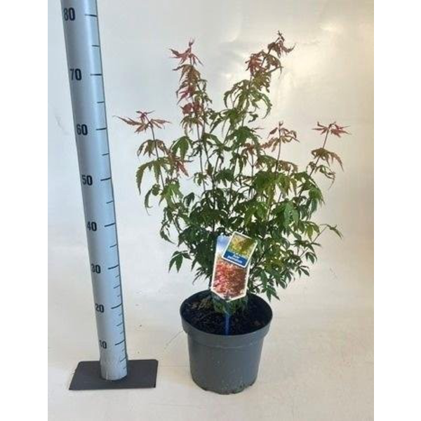 Acer palmatum atropurpurea m23 60/80              