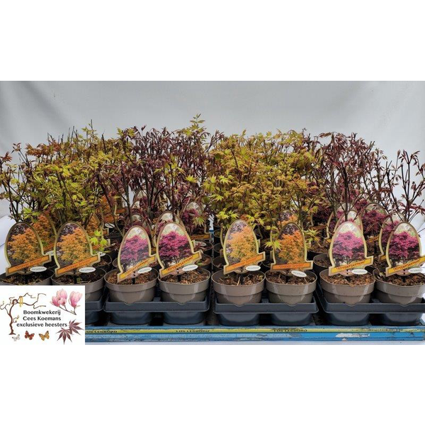 Acer palmatum mix m15 40/50                       