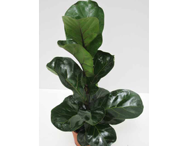 Ficus lyrata 3 plantas m26 120cm                  