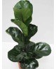 Ficus lyrata 3 plantas m26 120cm                  
