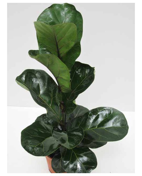 Ficus lyrata 3 plantas m26 120cm                  