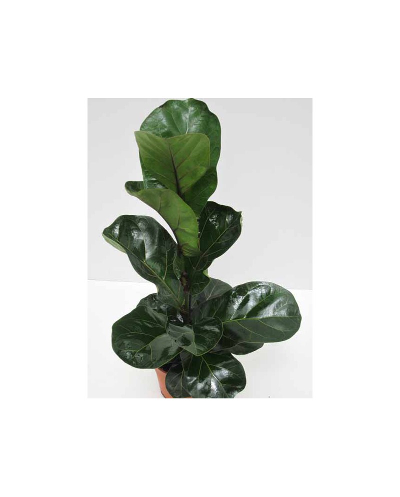 Ficus lyrata 3 plantas m26 120cm                  