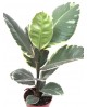 Ficus tineke 3 plantas m26 120                    