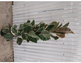 Ficus tineke 3 plantas m26 120                    
