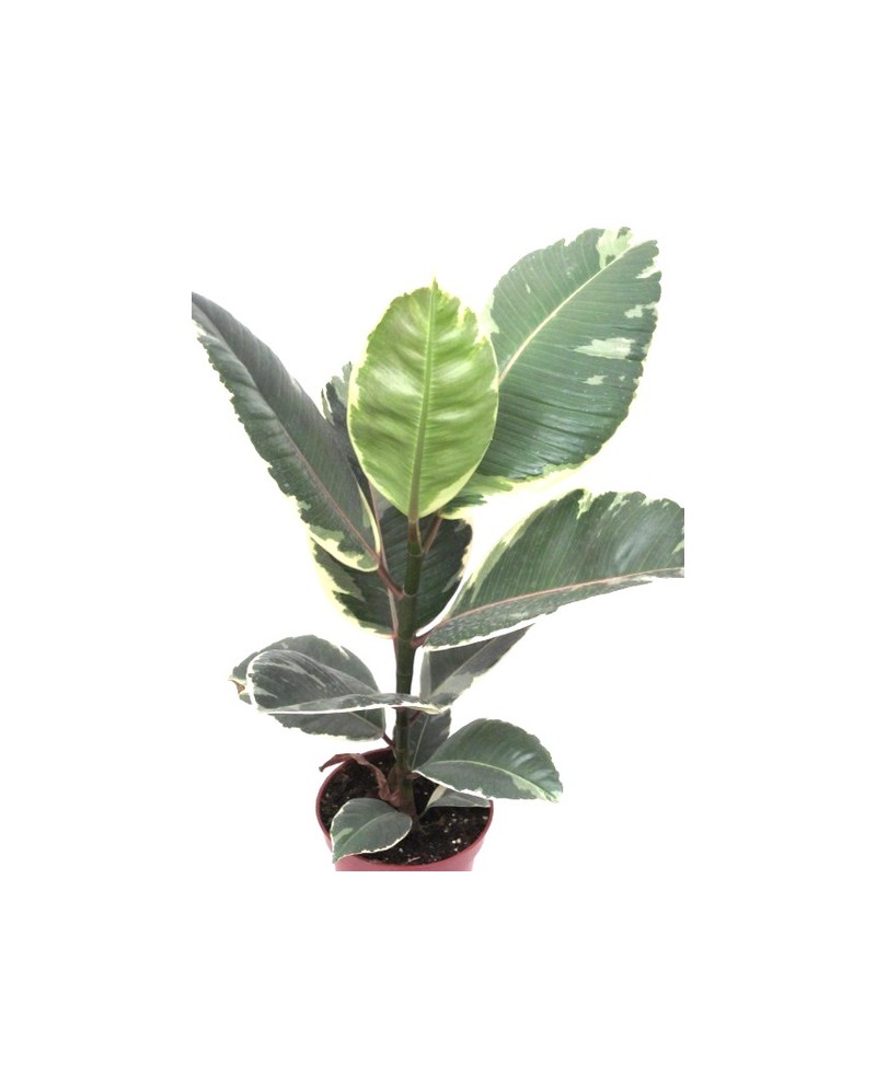 Ficus tineke 3 plantas m26 120                    