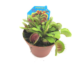 Dionaea muscipula 10                              