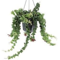 Columnea swing - rasta m16                        