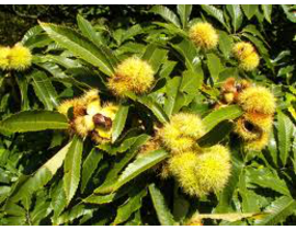 Castanea sativa 90044 m18 125/150cm               