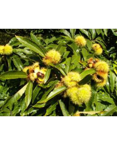 Castanea sativa 90044 m18 125/150cm               