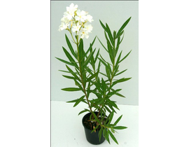 Adelfa mix 4lt 70/80cm                            