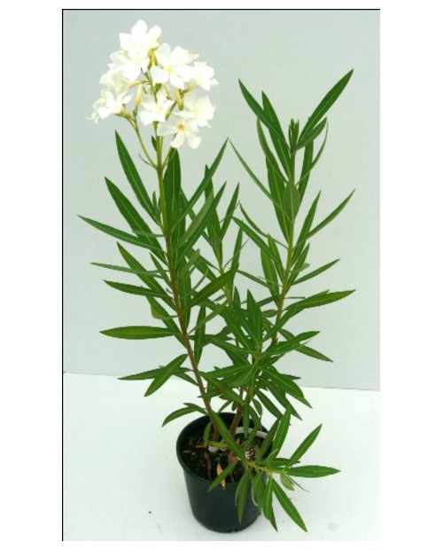 Adelfa mix 4lt 70/80cm                            