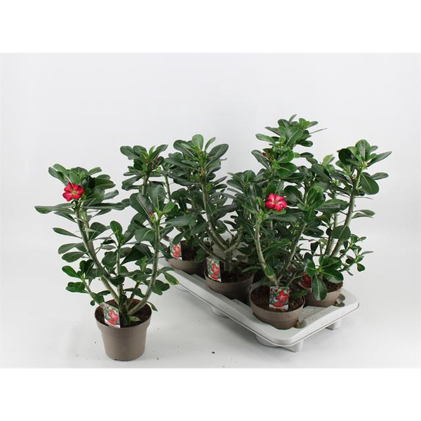 Adenium obesum m14                                