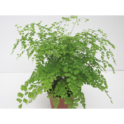 Adiantum fragans m12                              