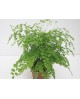 Adiantum fragans m12                              