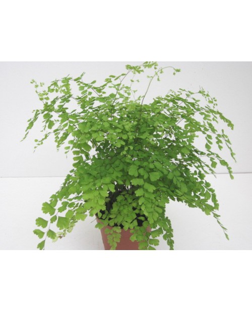 Adiantum fragans m12                              