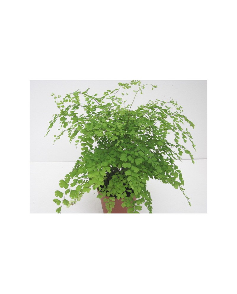 Adiantum fragans m12                              