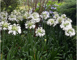 Agapanthus 3lt                                    