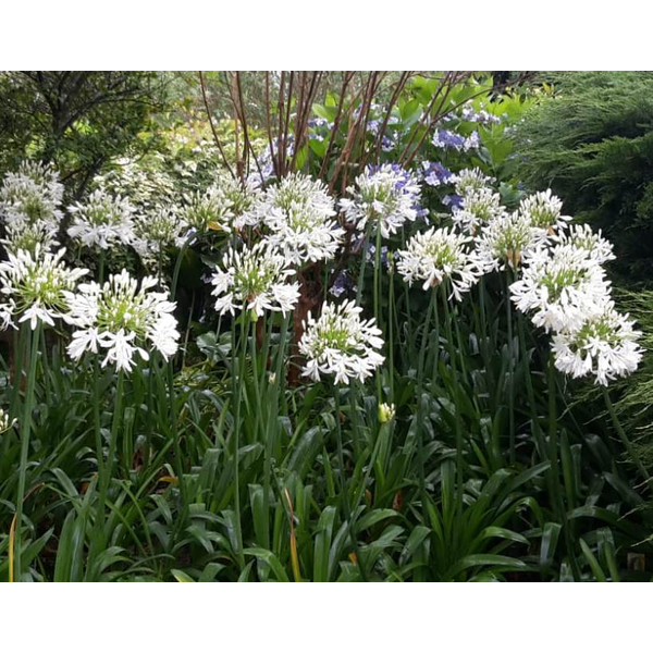 Agapanthus 3lt                                    