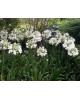 Agapanthus 3lt                                    