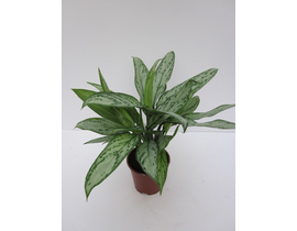 Aglaonema m14                                     