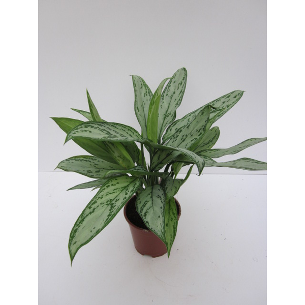 Aglaonema m14                                     