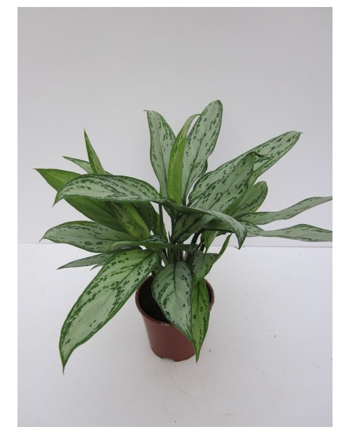 Aglaonema m14                                     