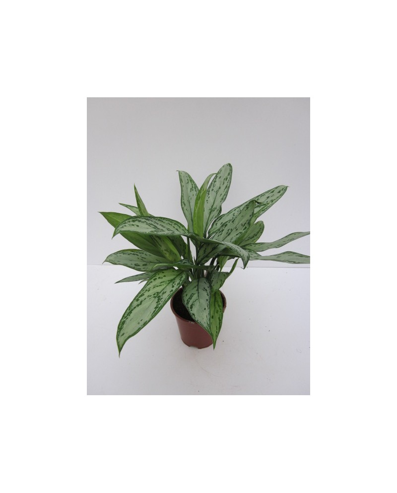 Aglaonema m14                                     
