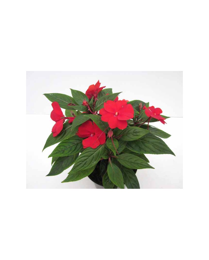 Alegria nueva guinea m13 ES/09/250008             