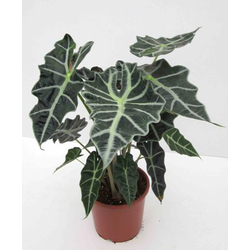 Alocasia amazonica m13                            