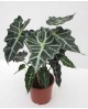 Alocasia amazonica m13                            