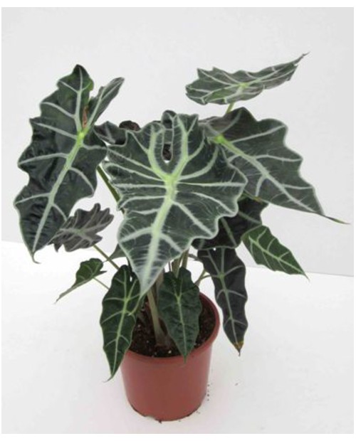 Alocasia amazonica m13                            