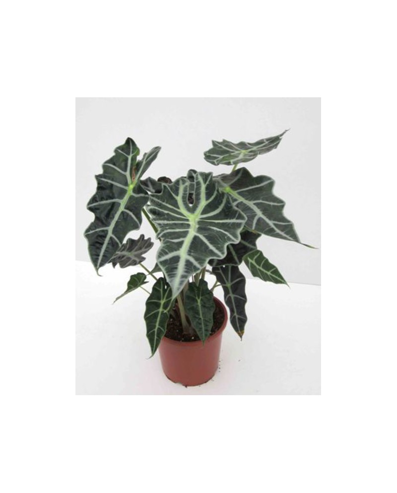 Alocasia amazonica m13                            