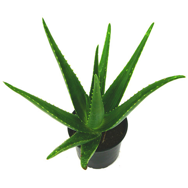 Aloe vera 11                                      