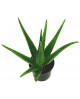 Aloe vera 3lt                                     
