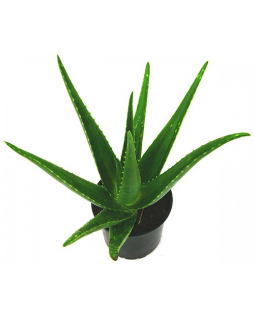 Aloe vera 25                                      