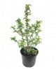 Altea mix 7lt 60/80cm                             