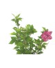 Altea mix 7lt 60/80cm                             