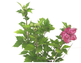 Altea mix 7lt 60/80cm                             