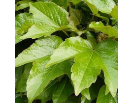 Ampelopsis tricus.robusta 40/50cm m16             