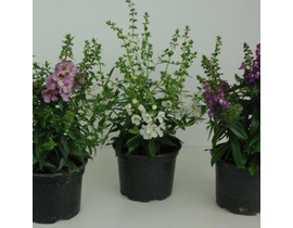 Angelonia 13                                      
