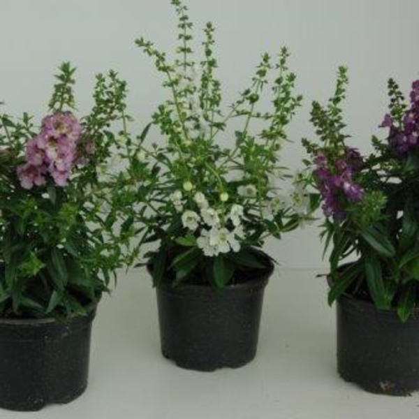 Angelonia 13                                      
