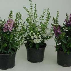 Angelonia 13                                      