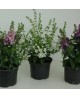 Angelonia 13                                      