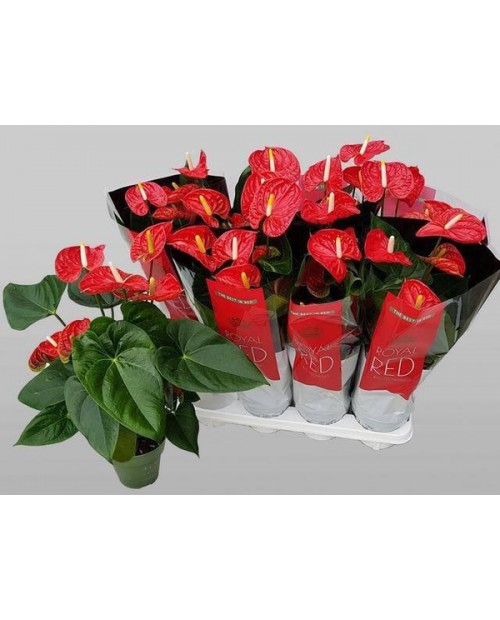 Anthurium 14                                      